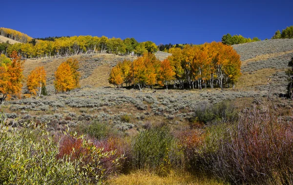 Jesień w colorado — Zdjęcie stockowe