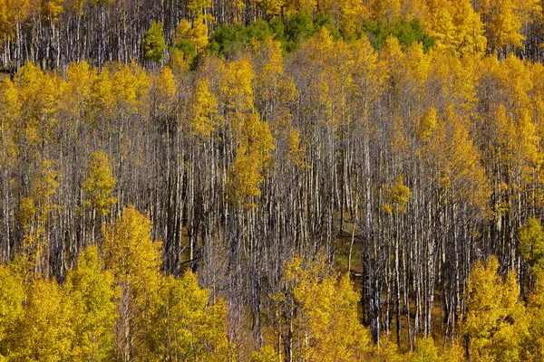 Colorado herfst — Stockfoto