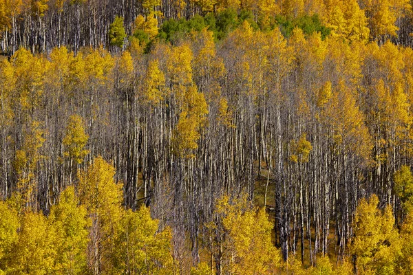 Colorado caduta — Foto Stock