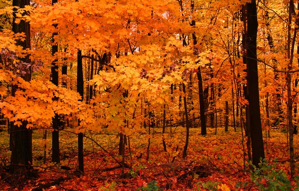 Πολύχρωμο φθινόπωρο δέντρα — Φωτογραφία Αρχείου