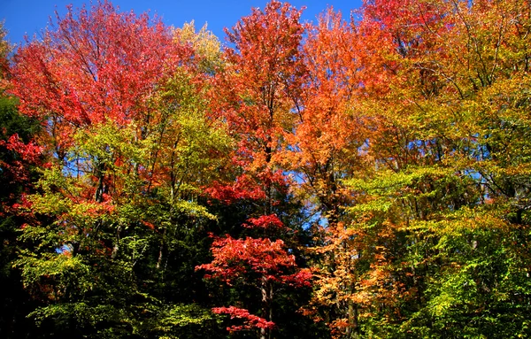 Coloridos árboles otoñales — Foto de Stock