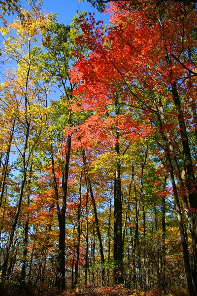 Alberi d'autunno colorati — Foto Stock