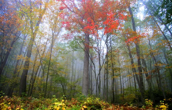 Ομίχλη στα βουνά allegheny — Φωτογραφία Αρχείου