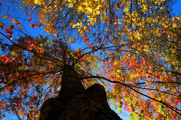 stock image Colorful autumn tree