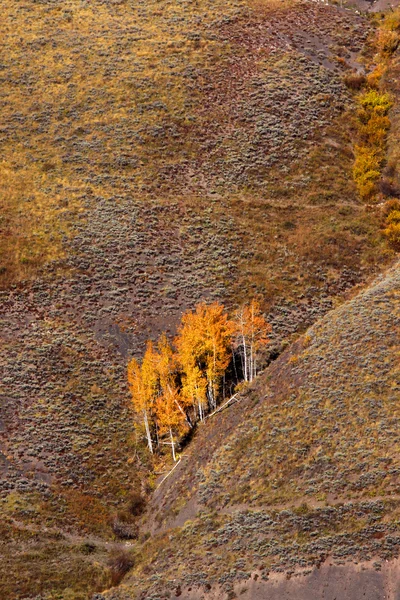 Árboles de otoño en la colina — Foto de Stock