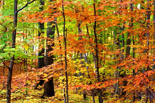 Autumn trees Stock Picture