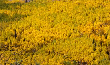 Aspens dağlarda