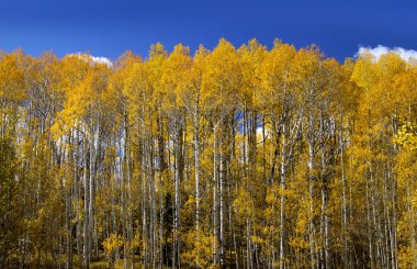 Aspen trees clipart