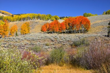 Colorado peyzaj