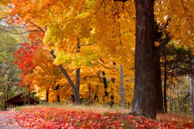 Colorful autumn landscape clipart