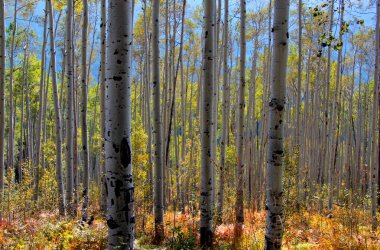 Tall Aspens clipart