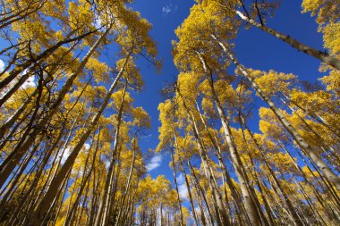 uzun boylu aspens