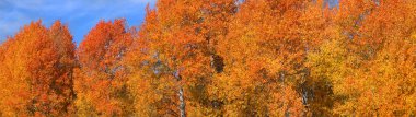 Aspens panorama