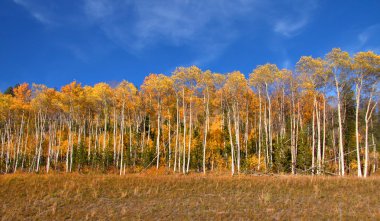 Aspen trees on the hill clipart