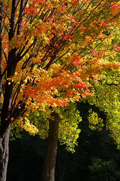 Árboles de otoño —  Fotos de Stock