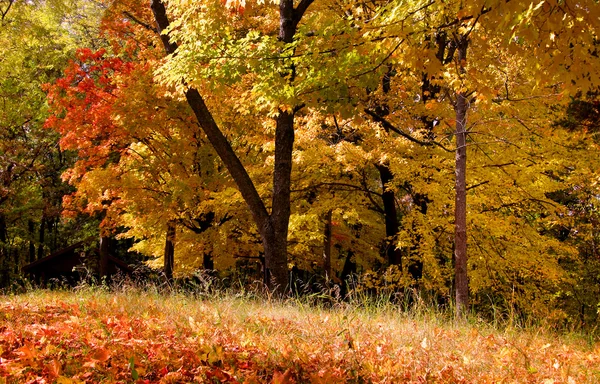 Alberi d'autunno colorati — Foto Stock