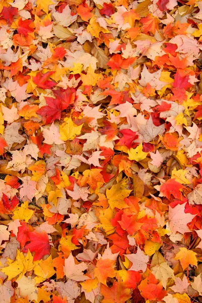 stock image Maple background