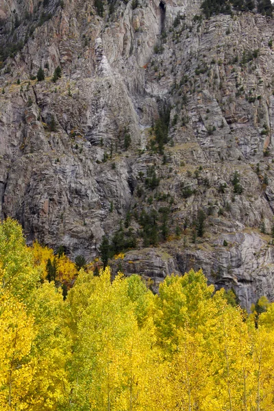 Aspens on the mountains of Colorado — Stock Photo, Image