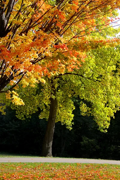 Árboles de otoño — Foto de Stock