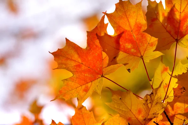 Kleurrijke esdoorn bladeren — Stockfoto