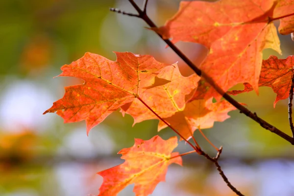 Colorful Maple leaves — Stock Photo, Image