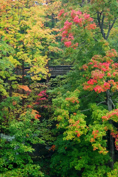 Paysage d'automne — Photo