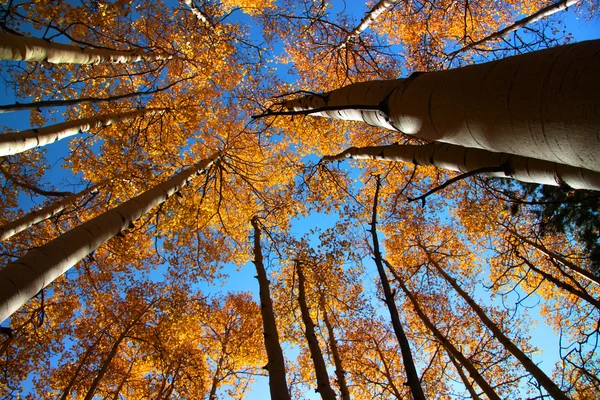 Wysokie drzewa jesienią — Zdjęcie stockowe