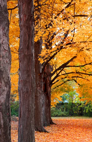Row of autumn trees — Stock Photo, Image