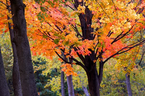 Világos színű fa — Stock Fotó