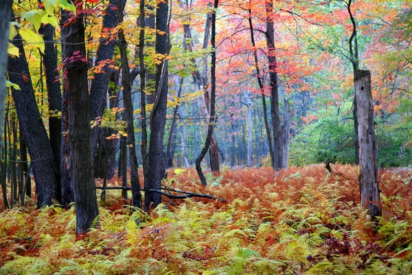 stock image Colorful autumn trees