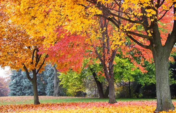 Яскраві кольорові осінні дерева — стокове фото