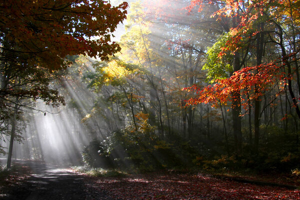 Morning sun rays piercing through colorful autumn trees