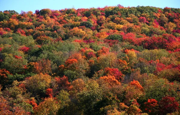 Színes őszi fák — Stock Fotó