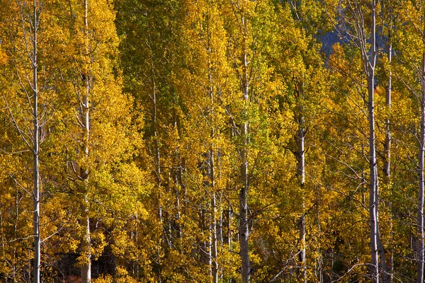 stock image Autumn trees