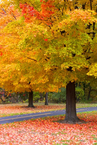 Herfst scène — Stockfoto