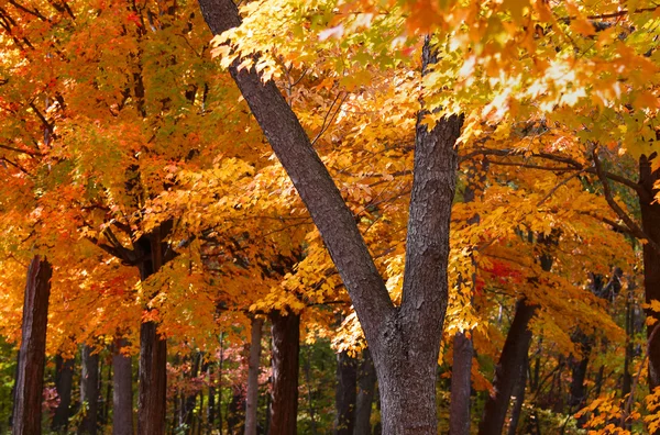 Φωτεινά χρωματισμένα δέντρα φθινόπωρο — Φωτογραφία Αρχείου