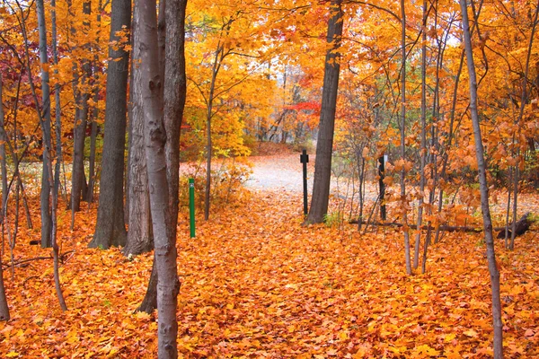 Podzimní kolo stezka — Stock fotografie