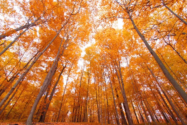 Árvores altas do outono — Fotografia de Stock