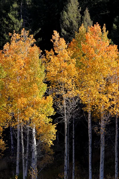 Árvores de Aspen coloridas — Fotografia de Stock