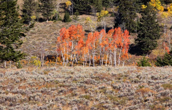 Árvores de Aspen coloridas — Fotografia de Stock