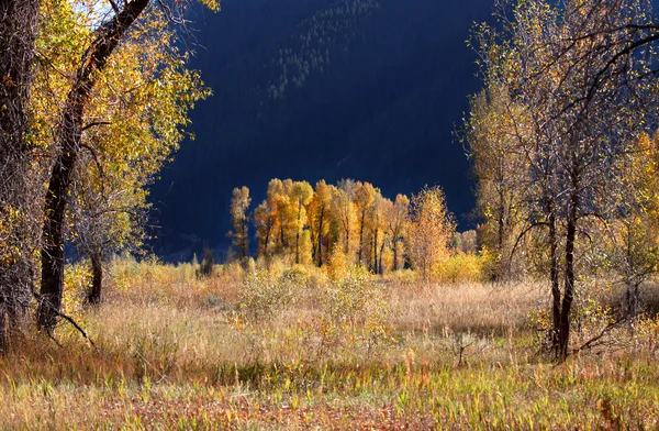 Baumwollhölzer — Stockfoto