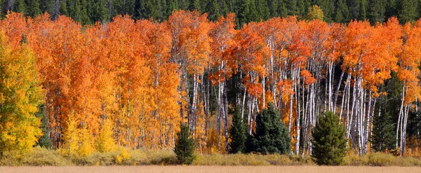 Panorama de otoño —  Fotos de Stock