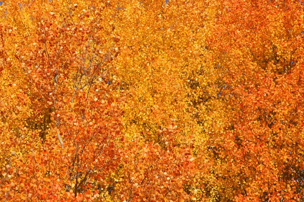 가을의 배경 — 스톡 사진