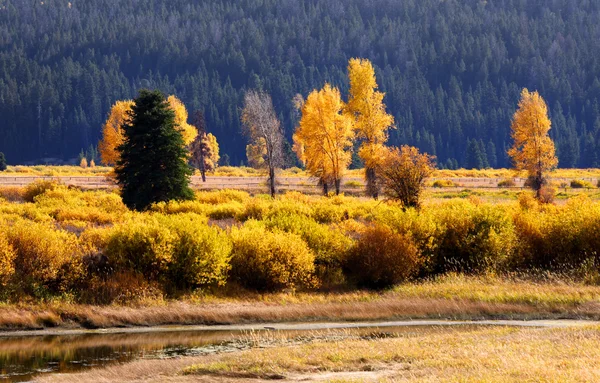 Aspens의 아름 다운 풍경 — 스톡 사진
