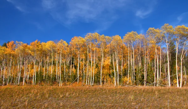 Osika drzew na wzgórzu — Zdjęcie stockowe