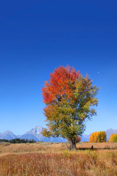 Grand arbre d'automne — Photo