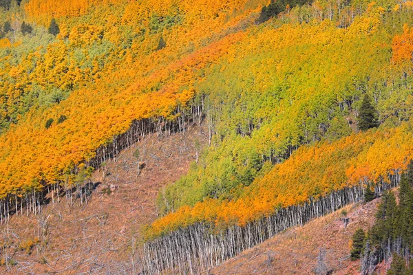 Kolorowe aspens — Zdjęcie stockowe