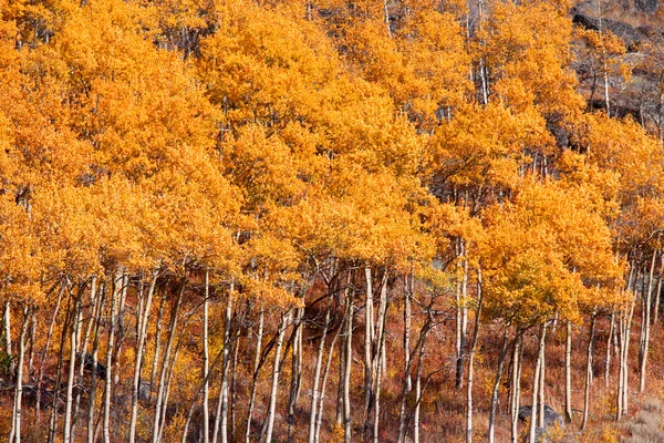 Aspen bomen — Stockfoto