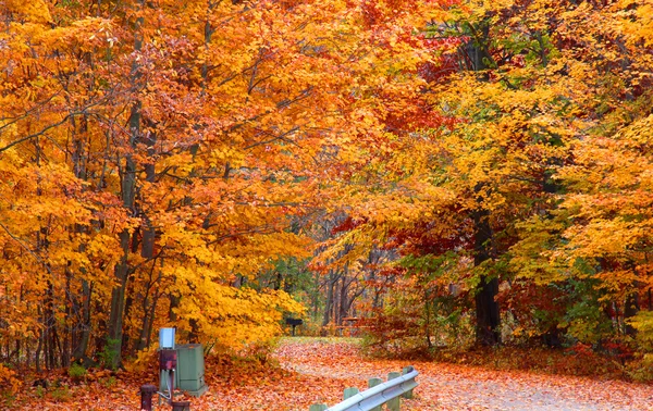 Herbstbäume auf ihrem Höhepunkt — Stockfoto