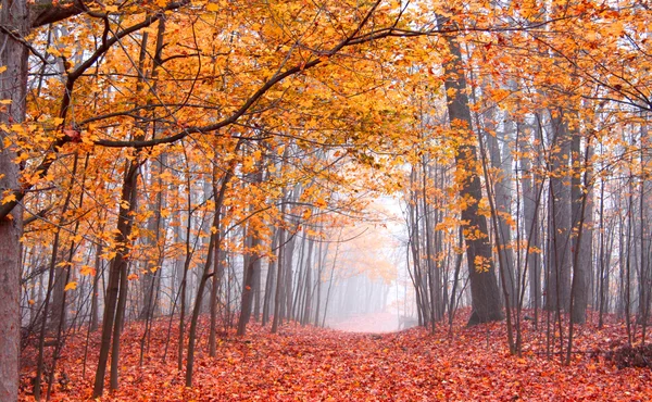 美しい秋のシーン — ストック写真